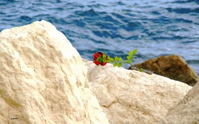 Rosa en el mar | fotos de Curiosas