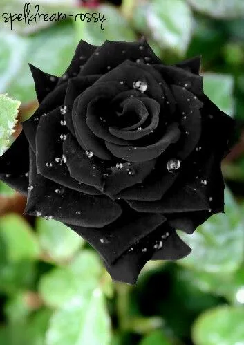 Rosa negra | rosas negras | Pinterest