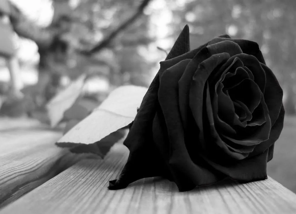 La Rosa Negra. | ROSAS NEGRAS | Pinterest