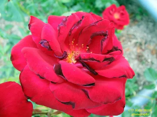 Rosa roja de bordes oscuros 2011 - a photo on Flickriver