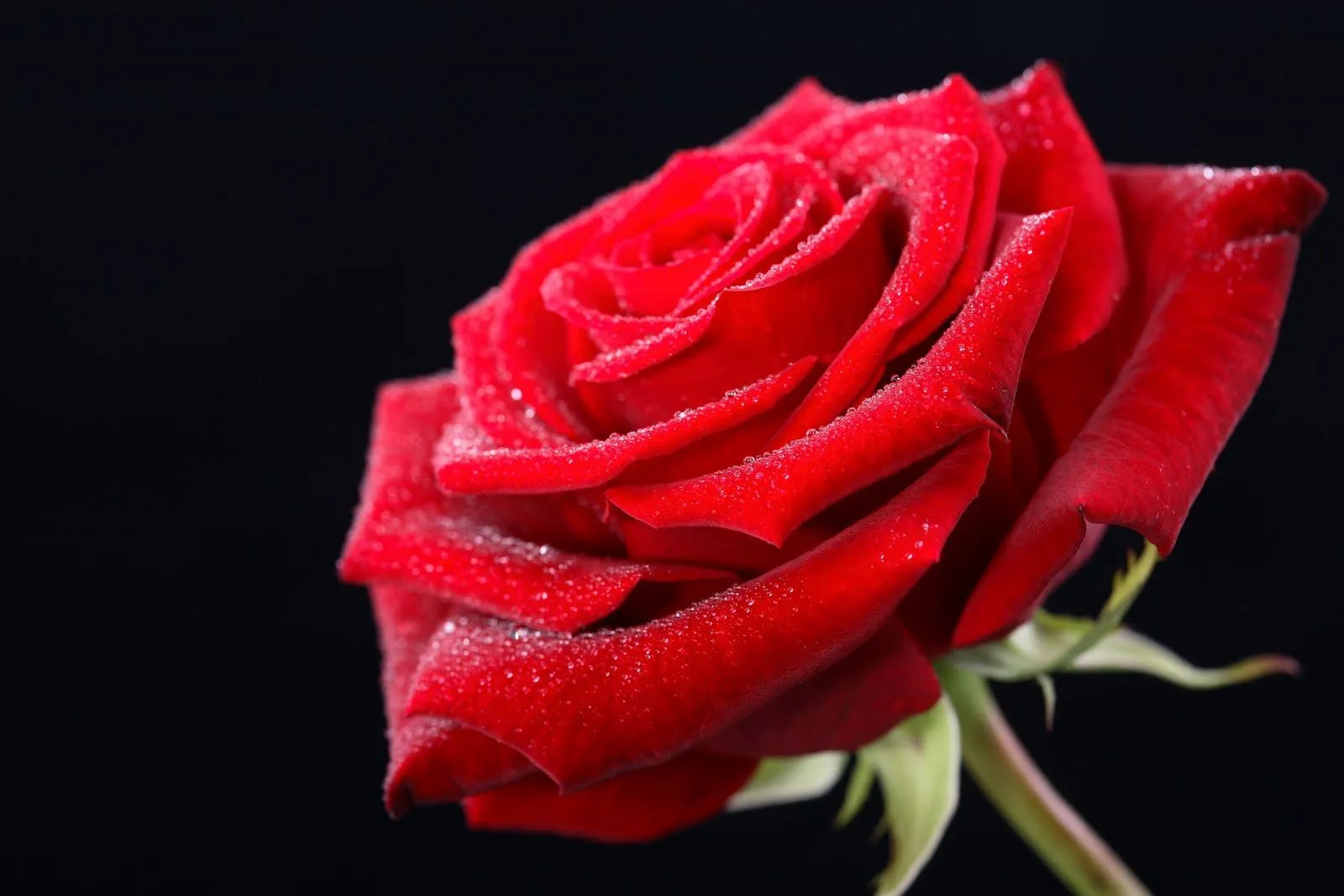 rosas rojas de amor | ver imagenes de amor online con frases poemas ...