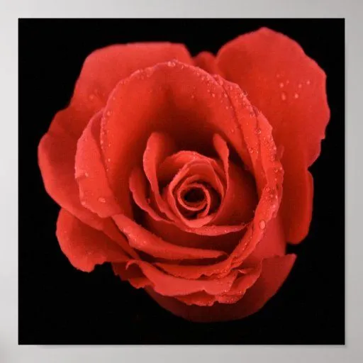 rosa rojo dramático en fondo negro posters | Zazzle