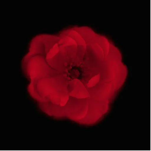 Rosa rojo. Fondo negro Esculturas Fotográficas de Zazzle.