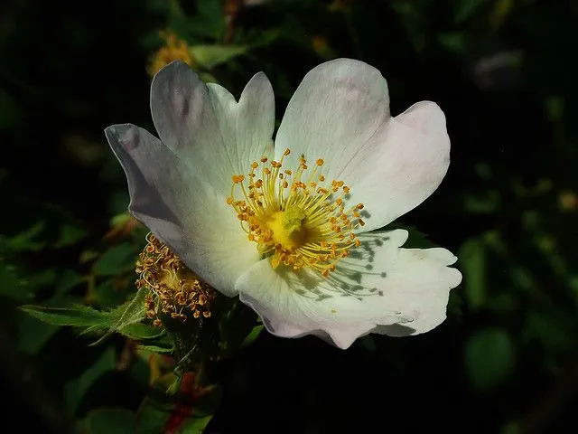 Rosa Silvestre/Wild Rose | Flickr - Photo Sharing!