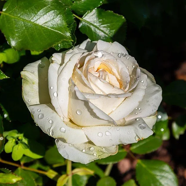 Rosa - Wikipedia, la enciclopedia libre