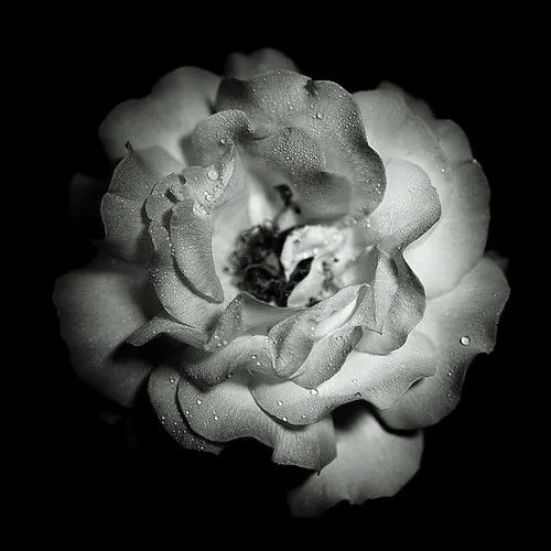 Rosa,blanco y negro I | Flickr - Photo Sharing!