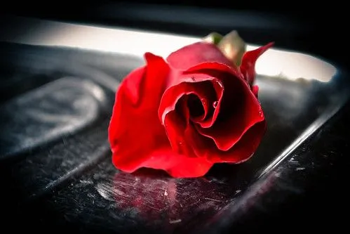 Rosas & Poemas | Flickr - Photo Sharing!
