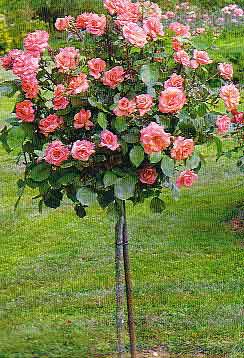 Rosas En Arboles | Plantas de interior y exterior