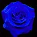 Rosas Azuis(Blue Roses) - a gallery on Flickr