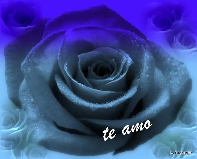 Dicen que hay rosas azules