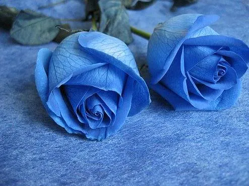 Rosas azules en agua - Imagui