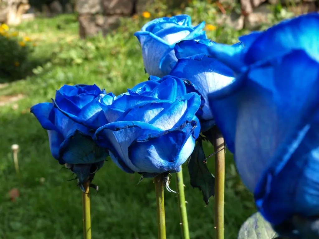 Rosas azules animadas - Imagui