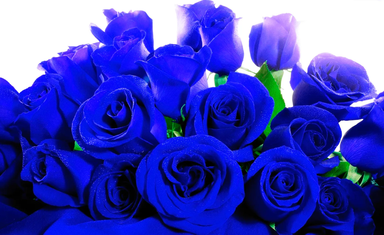 Rosas azules | Fondos HD