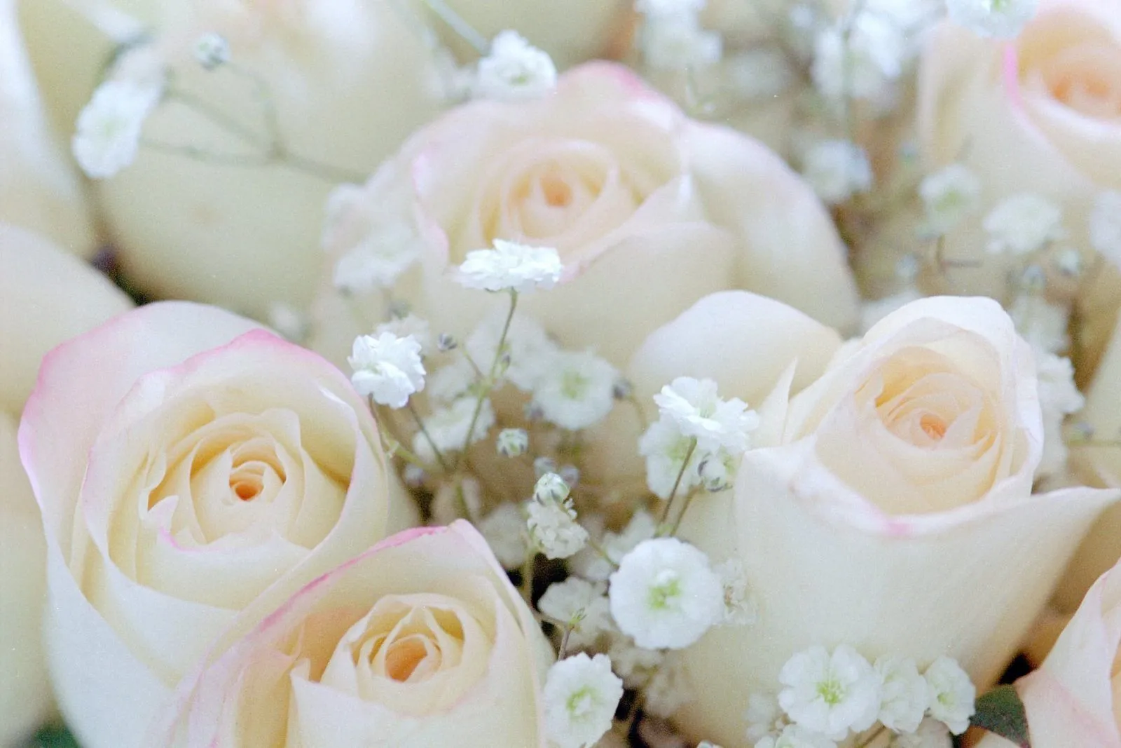 Rosas blancas de boda :: Imágenes y fotos