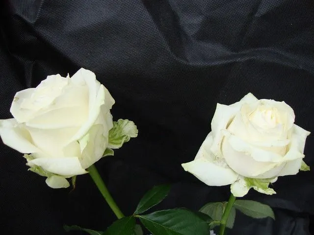 ROSAS BLANCAS | Flickr - Photo Sharing!