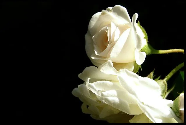 Rosas blancas | Flickr - Photo Sharing!