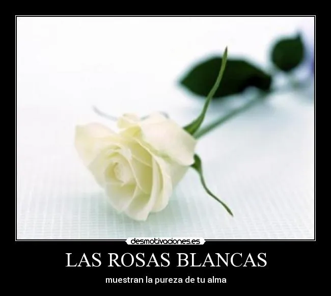 Rosas blancas con frases - Imagui