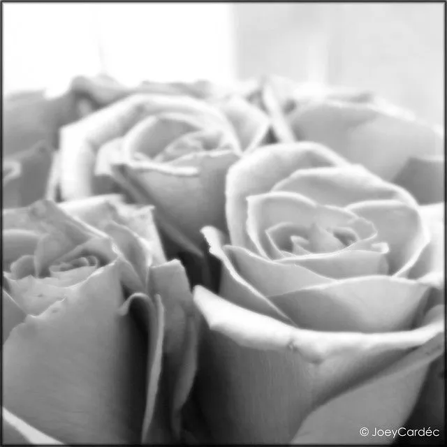 Rosas en Blanco y Negro | Flickr - Photo Sharing!