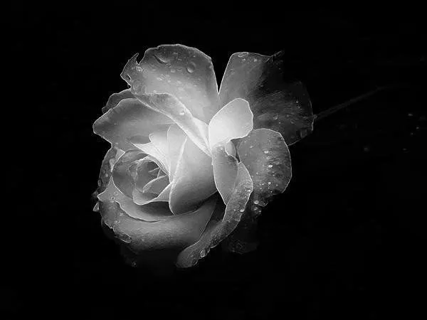 Rosas blanco y negro - Imagui