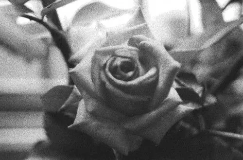 Rosas en Blanco y Negro - Mirada Interior