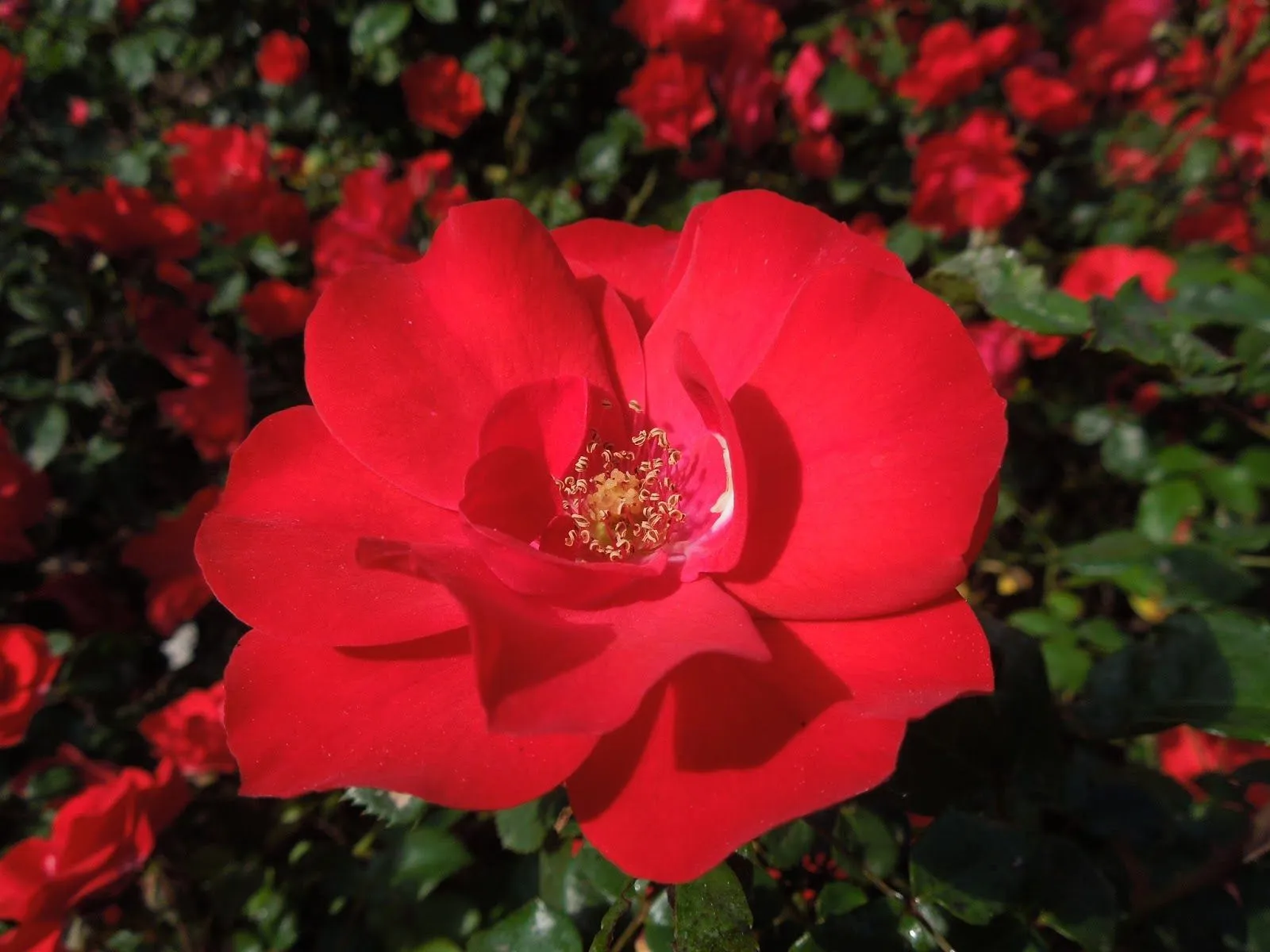 Rosas de ciudad ~ Botànic Serrat