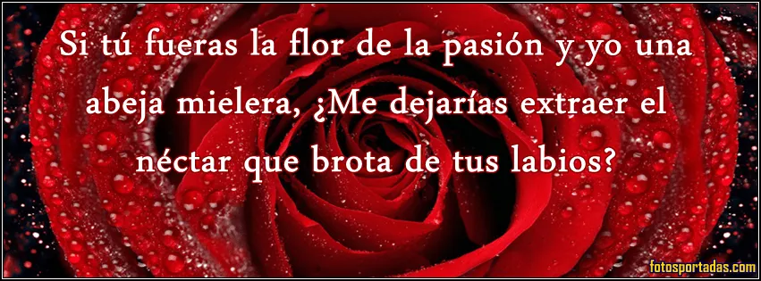 rosas de color rojo con frases de amor para portadas de facebook ...