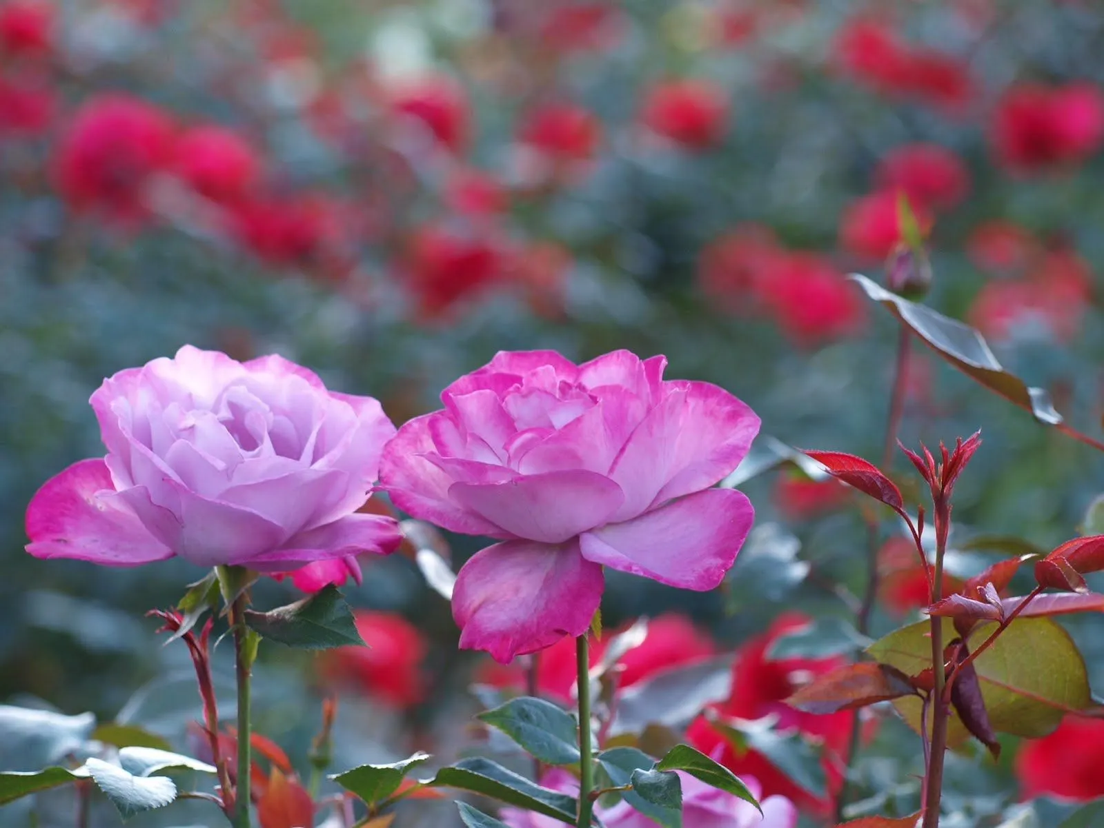 Rosas de color rosa – Valga la rebuznancia | Imagenes para ...