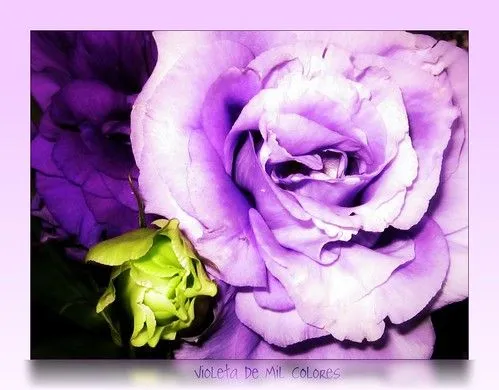 Rosas en color violeta ... | Flickr - Photo Sharing!