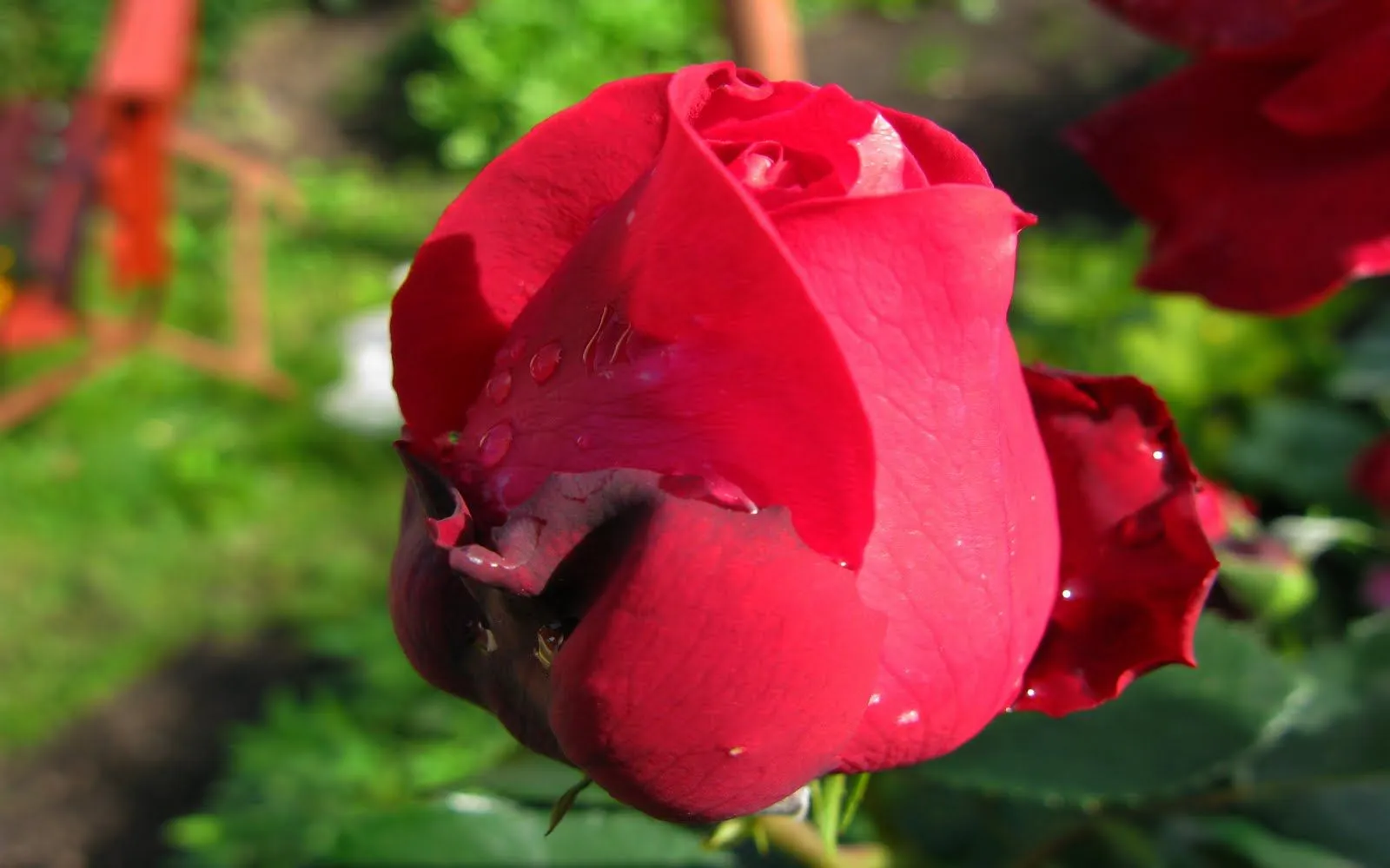 Rosas de colores para el 10 de mayo IX (12 fotos) | Banco de Imagenes