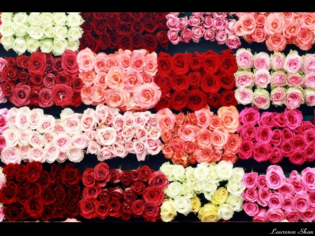 rosas-colores