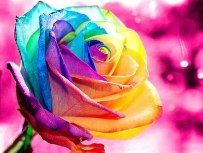 Rosas de Colores