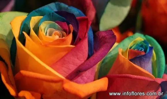 Rosas de colores - Imagenes Gratis