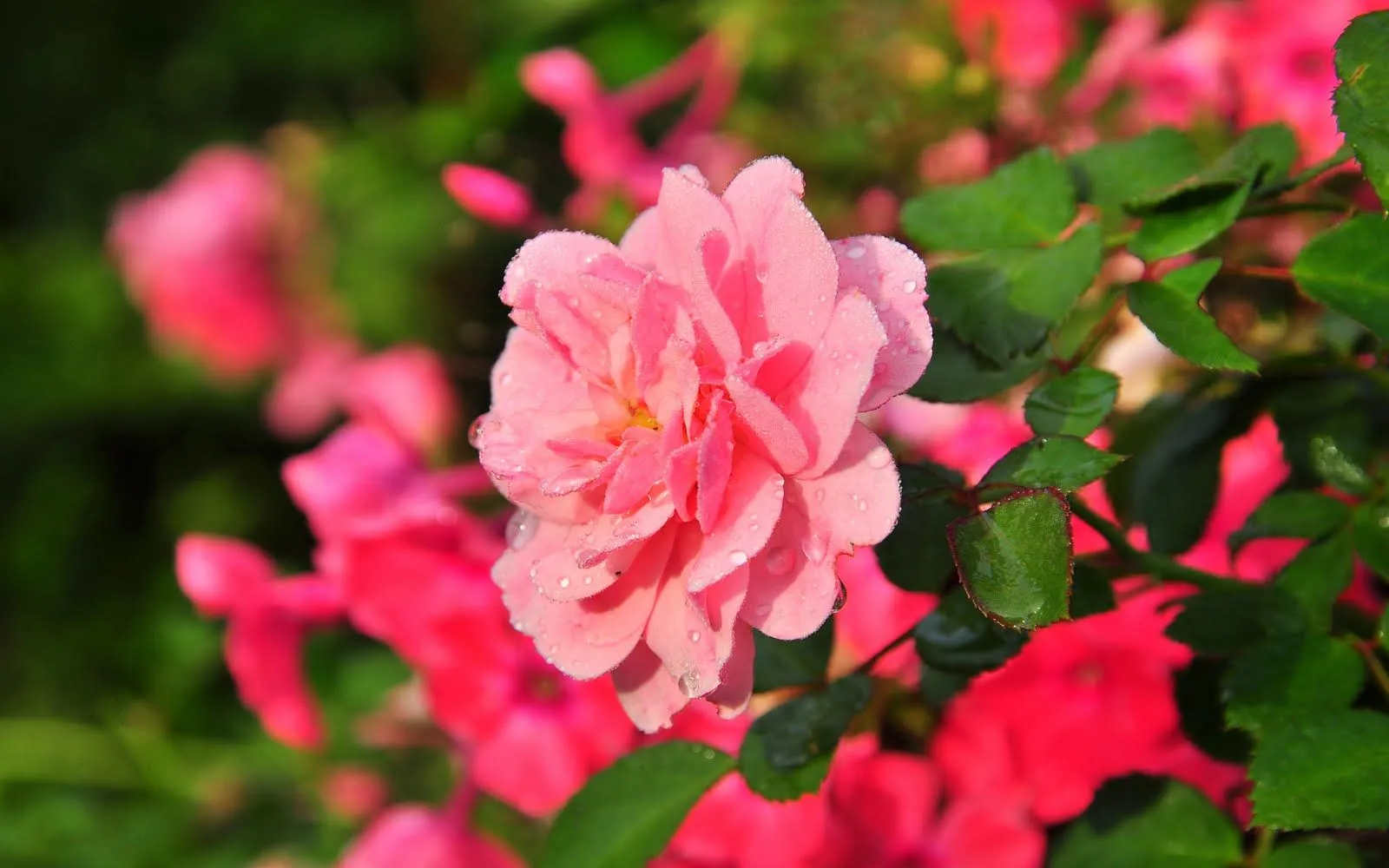 Rosas de colores para el Día de las Madres VIII (10 fotos) | Enter ...