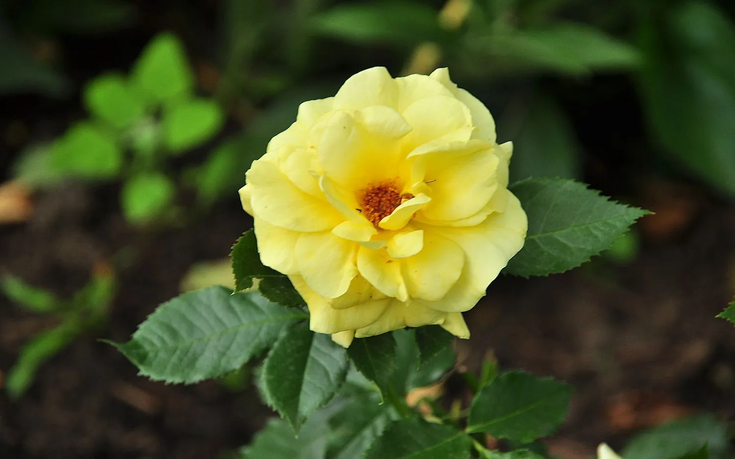 Rosas de colores raros - Imagui