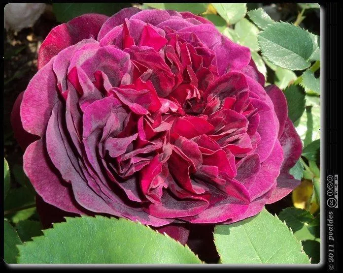 Rosas de David Austin hermosas y muy perfumadas - Paperblog Rosas de David Austin hermosas y muy perfumadas - Paperblog