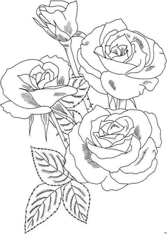 Pinto Dibujos: Rosas para colorear