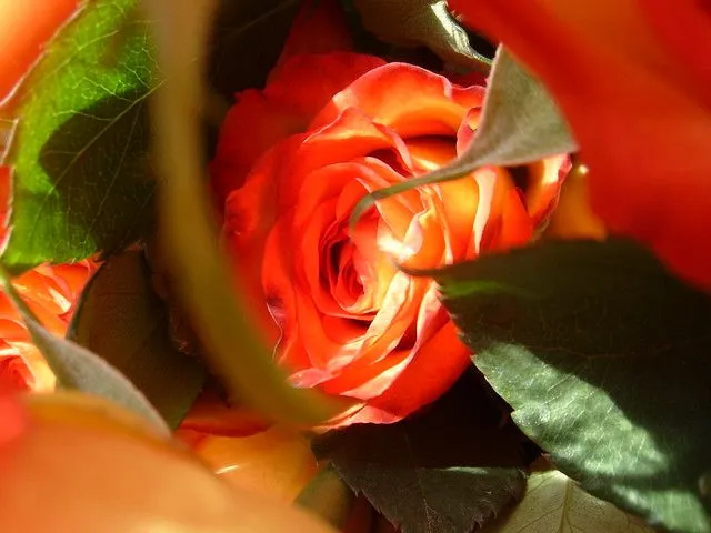 ROSAS HERMOSAS - a gallery on Flickr