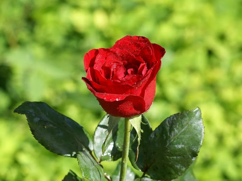 rosas de mi jardin | Cuidar de tus plantas es facilisimo.