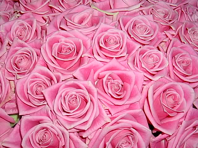 Muchas rosas juntas - Imagenes Gratis