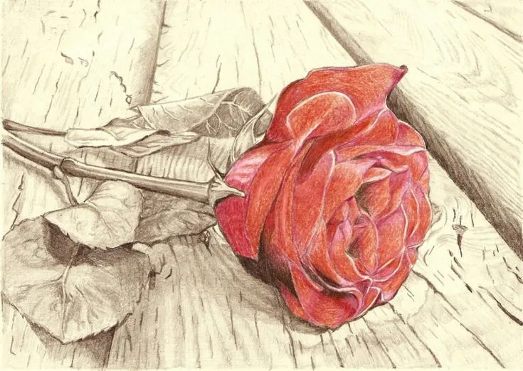 rosas al lapiz | Dibujos De Rosas a Lapiz | deco | Pinterest | El ...