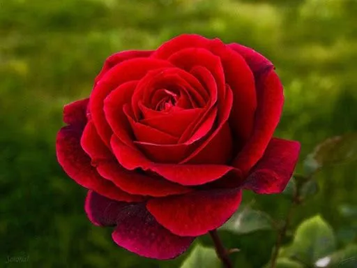 Rosas lindas imagenes - Imagui