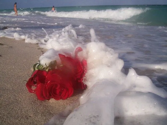 Rosas en el mar... | Flickr - Photo Sharing!