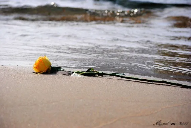 ROSAS EN EL MAR | Flickr - Photo Sharing!