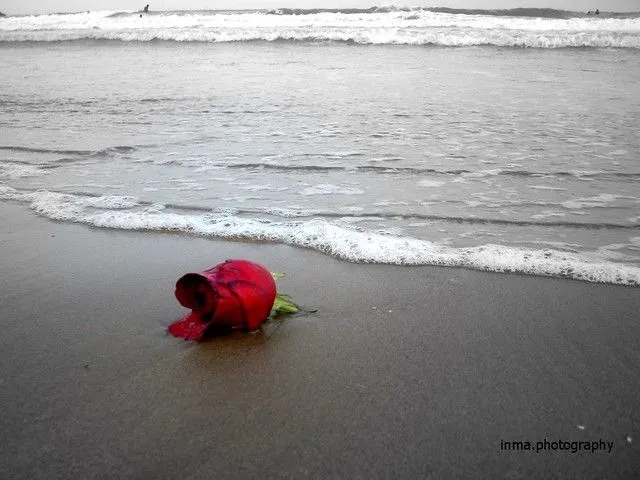 Rosas en el Mar | Flickr - Photo Sharing!