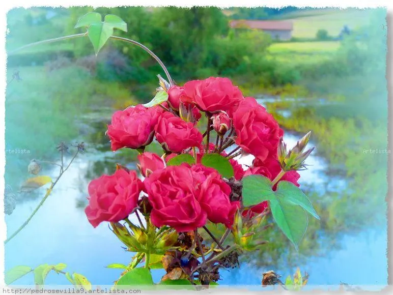 Rosas en el mar Pedro Sevilla García - Artelista.