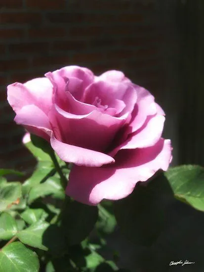 Rosas Moradas 2" by Christopher Johnson | Redbubble