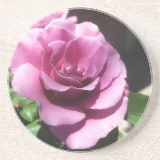 Rosas Moradas 1 Coaster at Zazzle.