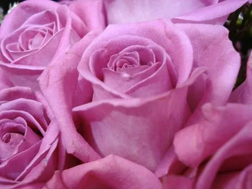 ROSAS MORADAS | Flickr - Photo Sharing!