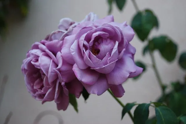 Rosas moradas | Flickr - Photo Sharing!