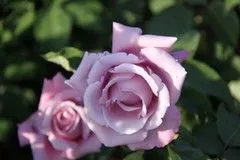 Rosas moradas | Flickr - Photo Sharing!